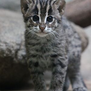 Fishing cat (Prionailurus viverrinus)