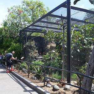 Trumpeter Hornbill Aviary