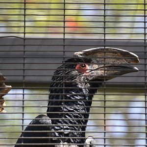 Trumpeter Hornbill