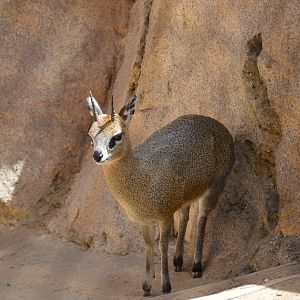 Klipspringer