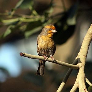 ?Saffron finch (Sicalis flaveola)?