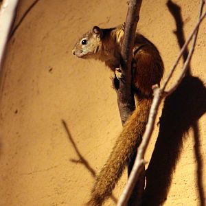 Smith's bush squirrel (Paraxerus cepapi)