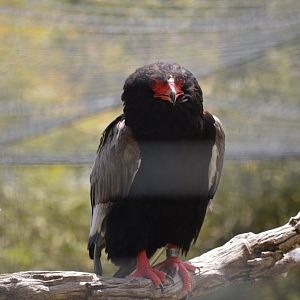 Bateleur Eagle