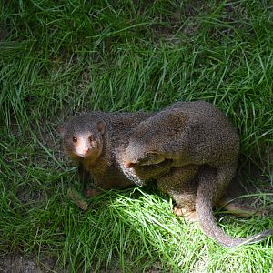 Mongoose making Mongeese