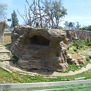 Hamadryas Baboon Exhibit