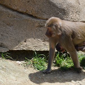 Hamadryas Baboon baby