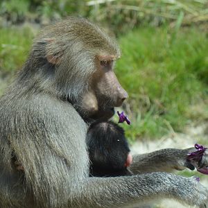 Hamadryas Baboon baby