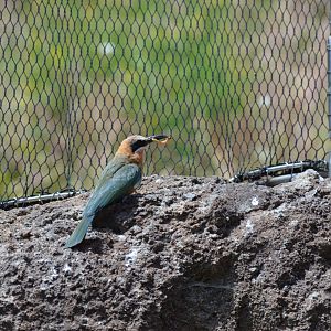 White-Fronted Bee-Eater (eating a mealworm)