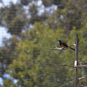 Golden-Breasted Starling
