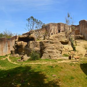 Gelada/Ibex Exhibit