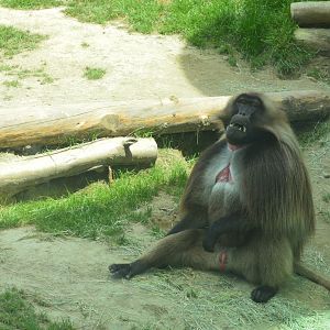 Male Gelada