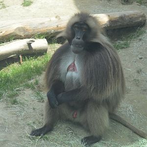 Male Gelada