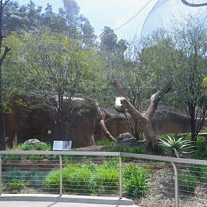 Amur Leopard Exhibit