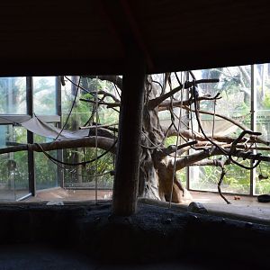 Silvery Langur Exhibit