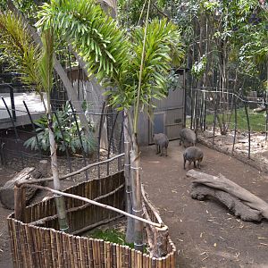 Babirusa Exhibit