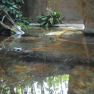 Slender-snouted Crocodile