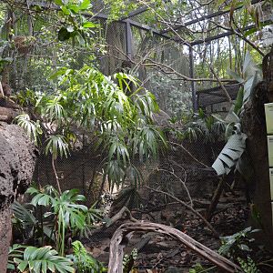 Mixed continental aviary