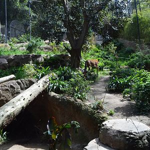 Malayan Tiger Exhibit