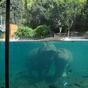Nile Hippo underwater viewing