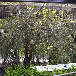 White-crested Turaco aviary