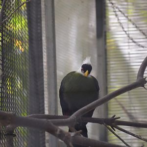 White-crested Turaco