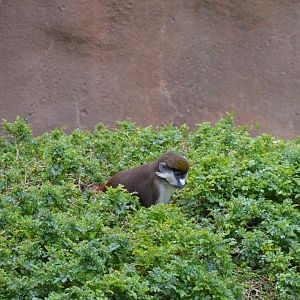 Lesser Spot-nosed Guenon