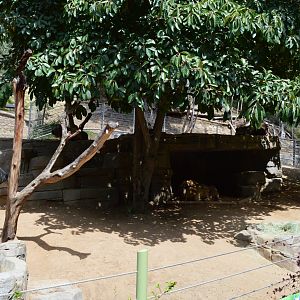 Golden Takin Exhibit