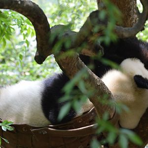 Last week of the Panda