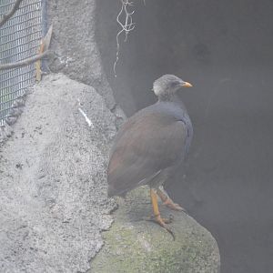 Tongan Scrubfowl