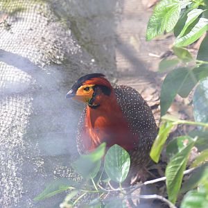 Blyths Tragopan