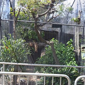 Last Tongan Scrubfowl Aviary