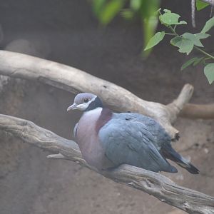 Collared Imperial Pigeon