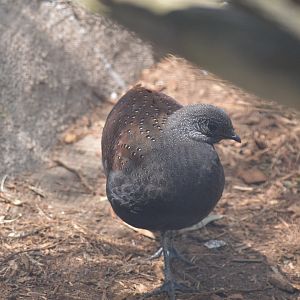 Mountain Peacock-pheasant