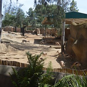 Spekes Gazelle Exhibit