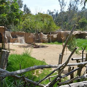 Gerenuk Exhibit