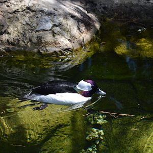 Bufflehead Duck