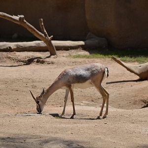 Speke's Gazelle