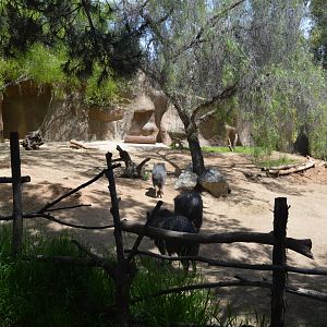 Chacoan Peccary Exhibit