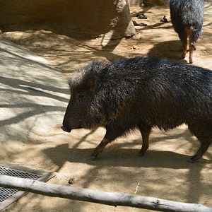 Chacoan Peccary