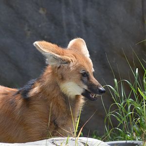 Maned Wolf (eating grass)