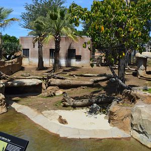 Bairds Tapir / Capybara Exhibit
