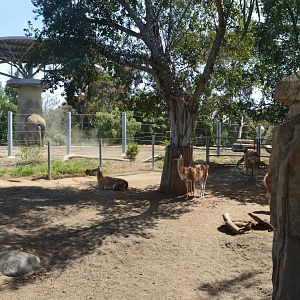 Guanaco/Elephant Exhibits