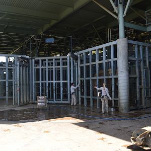 Outdoor Elephant-care Facilities