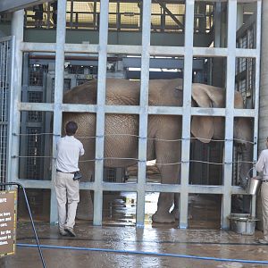 African Elephant Training/Care