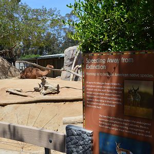 Weird Pronghorn/Camel Mix, next to the elephants and the horses?????