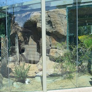 Rattlesnake Exhibit