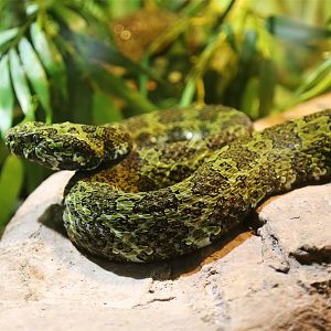 Mangshan pitviper