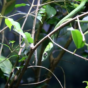 Asian vine snake (Ahaetulla prasina)