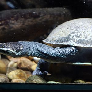 Roti Island snake-necked turtle