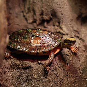 Chinese three-striped box turtle